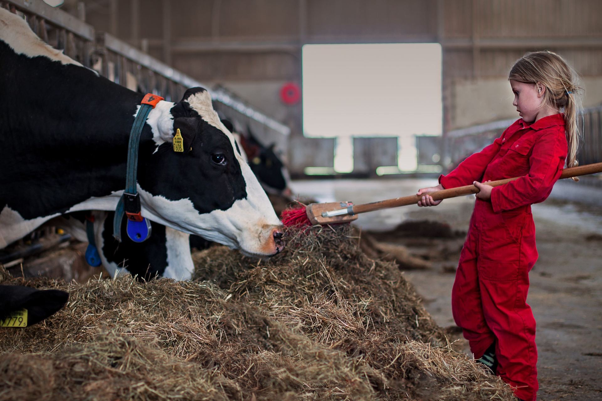 Een jonge boerendochter staat met een bezem bij de koeien in de stal